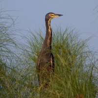 Dwarf Bittern